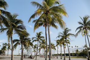 Vibrant beach scene in Miami with towering palm trees and clear blue skies.